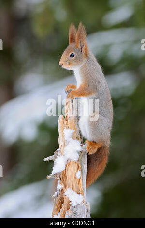Red Squirrel / Europaeisches Eichhörnchen ( Sciurus vulgaris ) climbing high up on a tree, watching, looks funny, in winter, wildlife, Europe. Stock Photo