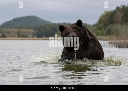 European Brown Bear / Europaeischer Braunbaer ( Ursus arctos ), powerful adult, running through water, seems to be agressive, belligerent, frontal sho Stock Photo