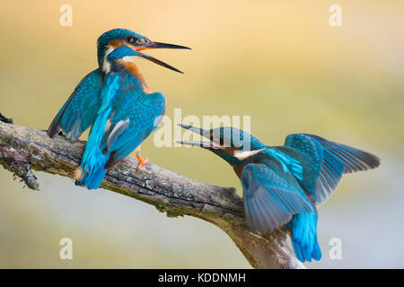 Common Kingfisher / Eisvogel  ( Alcedo atthis ) fledgling begging for food. Old male shows territorial behaviour, chasing fledling out of its territor Stock Photo