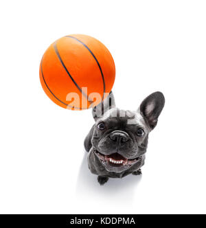 basketball  french bulldog dog playing with  ball  , isolated on white background, wide angle fisheye view Stock Photo