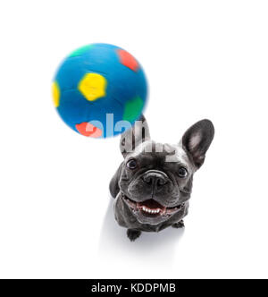 soccer french bulldog  dog playing with leather ball  , isolated on white background, wide angle fisheye view Stock Photo