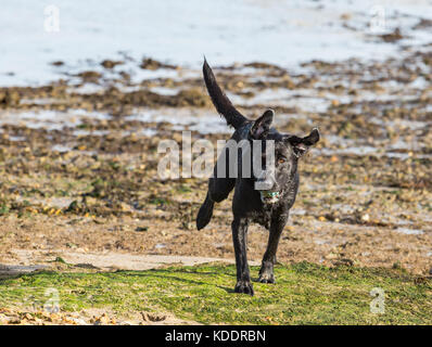 Black Labradors having fun Stock Photo