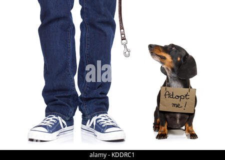 lost  and homeless  dachshund sausage dog with cardboard hanging around neck, isolated on white background, with text saying : adopt me Stock Photo