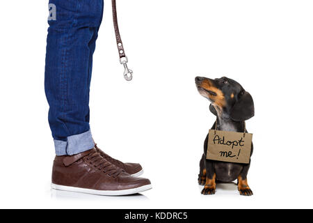 lost  and homeless  dachshund sausage dog with cardboard hanging around neck, isolated on white background, with text saying : adopt me Stock Photo