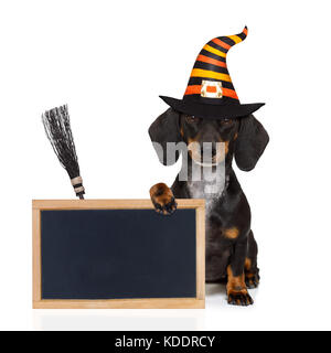 halloween devil sausage dachshund  scared and frightened, isolated on white background, wearing a witch hat, behind white blank banner or blackboard Stock Photo