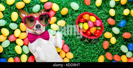 funny jack russell easter bunny  dog with eggs around on grass sticking out tongue  full basket to the side Stock Photo