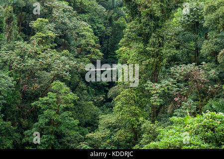 Rainforest in Costa Rica with hanging bridge Stock Photo