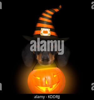 halloween devil sausage dachshund  scared and frightened, isolated on black background, holding a pumpkin lantern Stock Photo