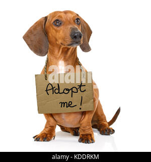 lost  and homeless  dachshund sausage dog with cardboard hanging around neck, isolated on white background, with text saying : adopt me Stock Photo