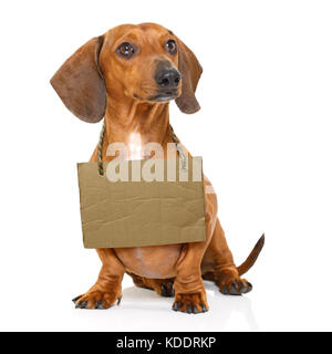 lost  and homeless  dachshund sausage dog with cardboard hanging around neck, isolated on white background, with text saying : adopt me Stock Photo