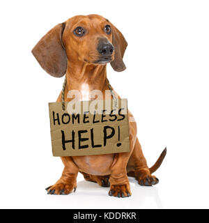 lost  and homeless  dachshund sausage dog with cardboard hanging around neck, isolated on white background Stock Photo