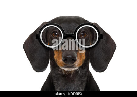 dumb nerd silly dachshund sausage dog wearing funny  glasses , isolated on white background Stock Photo