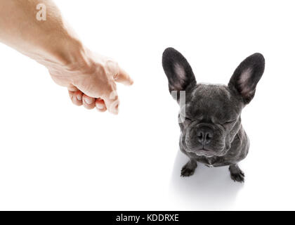 french bulldog dog  being punished by owner for very bad behavior , with finger pointing at dog Stock Photo