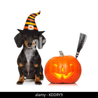 halloween devil sausage dachshund dog  scared and frightened, isolated on white background, pumpkin to the side, wearing a witch hat Stock Photo