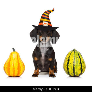 halloween devil sausage dachshund dog scared and frightened, isolated on white background, pumpkin to the side, wearing a witch hat Stock Photo