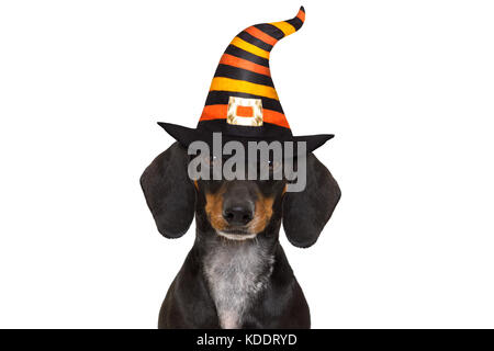 halloween devil sausage dachshund dog  scared and frightened, isolated on white background, wearing a witch hat Stock Photo