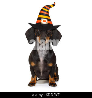 halloween devil sausage dachshund dog  scared and frightened, isolated on white background, wearing a witch hat Stock Photo