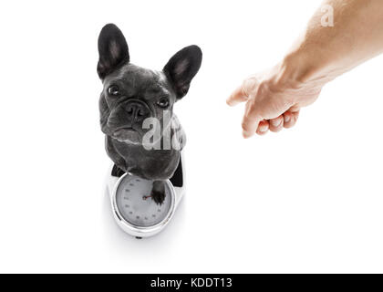 owner punishing dog with guilty conscience pointing with finger for overweight, and to loose weight , standing on a scale, isolated on white backgroun Stock Photo