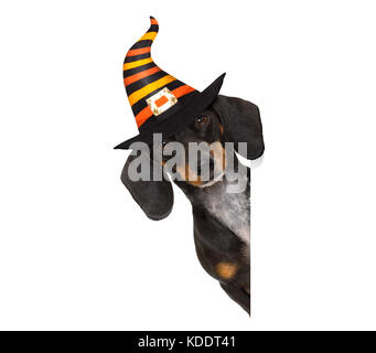 halloween devil sausage dachshund dog  scared and frightened, isolated on white background, wearing a witch hat, behind white blank banner or placard  Stock Photo