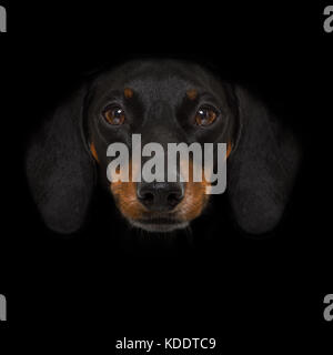 dachshund sausage dog isolated on black dark dramatic background looking at you frontal, isolated Stock Photo