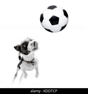 soccer poodle dog playing with leather ball  , isolated on white background, wide angle fisheye view Stock Photo