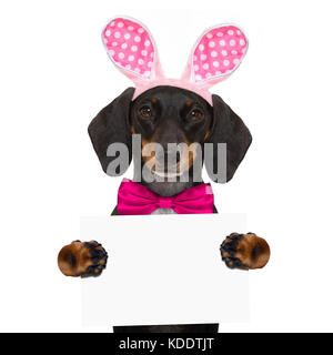 dachshund sausage  dog  with bunny easter ears and a pink tie, holding a blank banner,placard or blackboard, isolated on white background Stock Photo