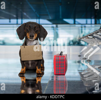 dachshund sausage dog waiting in airport terminal ready to be transported in a pet box by flight volunteer or travel companion to be adopted Stock Photo