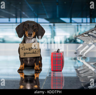 dachshund sausage dog waiting in airport terminal ready to be transported in a pet box by flight volunteer or travel companion to be adopted Stock Photo