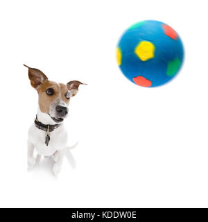 soccer jack russell dog playing with  ball  , isolated on white background, wide angle fisheye view Stock Photo