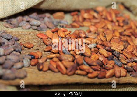 London, UK, 12th Oct 2017. Cocoa beans on display. Opening night of the Chocolate Show 2017 at Kensington Olympia Exhibition Centre. The show is a celebration of all things chocolate and runs from 13-15th October, open to trade and public. This year, it features celebrity stages, the Choco L’ART gallery with masterpieces of art made from chocolate, a nearly 2metre high chocolate wall and many other exciting exhibits. Credit: Imageplotter News and Sports/Alamy Live News Stock Photo