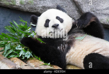 Toronto, Oct. 13. 13th Oct, 2015. Two-year-old giant panda Jia Yueyue eats bamboo during its 2nd birthday celebration at the Toronto Zoo in Toronto, Canada, Oct. 13, 2017. The Toronto Zoo hosted the 2nd birthday celebration for the first Canadian-born giant panda twins Jia Panpan (meaning Canadian Hope) and Jia Yueyue (meaning Canadian Joy) on Friday. The female giant panda Er Shun from China gave birth to the twins in Toronto Zoo on Oct. 13, 2015. Credit: Zou Zheng/Xinhua/Alamy Live News Stock Photo