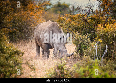 Lone male white rhino feeding in the South African bush Stock Photo