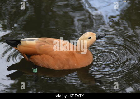 DUCK light brown in the lake - close up - Tadorna feruginea - ruddy shwelduck plumage with a paler head - Sacred bird - waterfowl Stock Photo