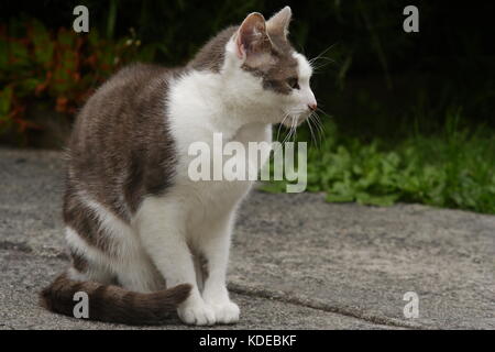 Pet Cat looking right Stock Photo