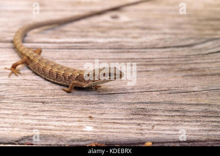 Southern Alligator lizard Elgaria multicarinata sunning itself on a wood picnic table Stock Photo