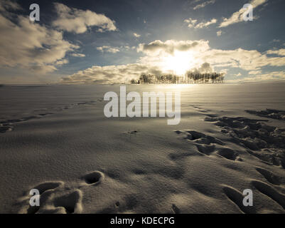 Sunset at Mild Seven Hills, Biei, Hokkaido, Japan, with a row of trees in winter Stock Photo