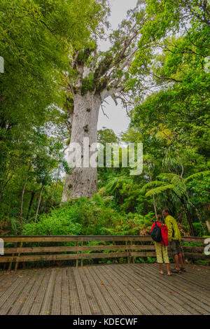 WEKAWEKA, NEW ZEALAND - MARCH 29, 2010: Tourist looking at a giant kauri (Agathis australis) coniferous tree in the Waipoua Forest of Northland Region Stock Photo