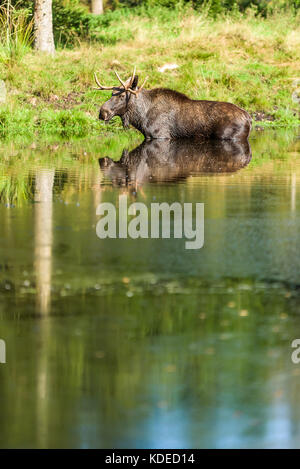 Moose (Alces alces) bull standing in forest lake. Stock Photo