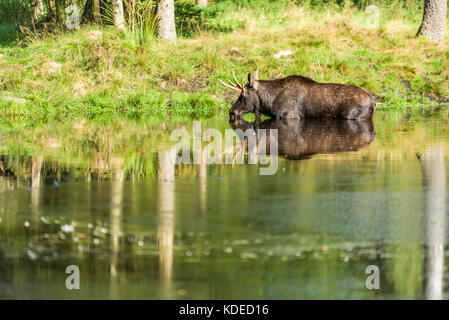 Moose (Alces alces) bull standing in forest lake while taking a sip of water. Stock Photo