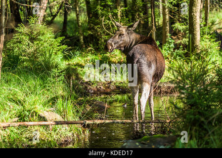 Female moose standing in small and shallow forest stream with back towards you Stock Photo