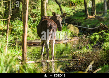 Female moose standing in small and shallow forest stream with back towards you Stock Photo