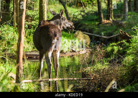 Female moose standing in small and shallow forest stream with back towards you Stock Photo