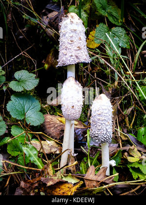 Shaggy Inkcap / Lawyer's Wig (Coprinus comatus) Stock Photo