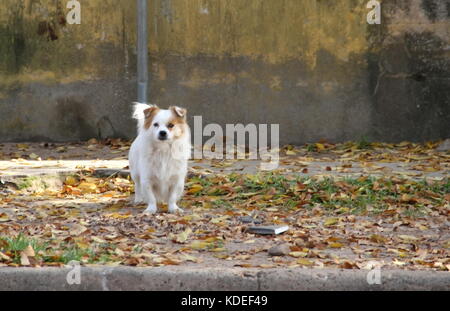 street dog abandoned victim of animal abuse Stock Photo