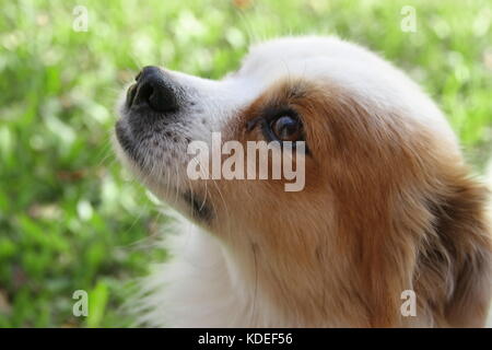 street dog abandoned victim of animal abuse Stock Photo