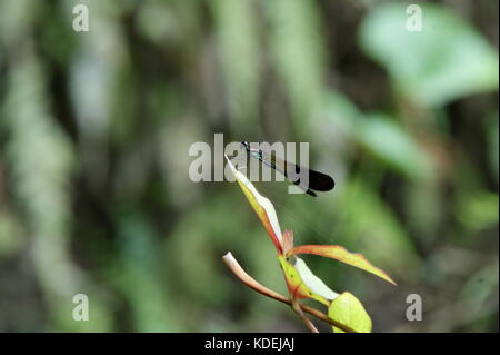 close up of blue and black dragonfly sitting on a green branch in front of lush vegetation Stock Photo
