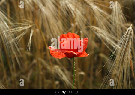 golden cornfield with one poppy flower in the middle Stock Photo