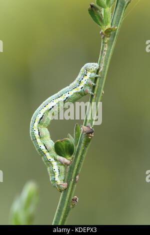 Black caterpillar with white spots isolated on a white background Stock ...