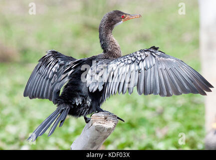 Long-tailed cormorant or reed cormorant (Microcarbo africanus) on branch with wings spread ready to take off Stock Photo