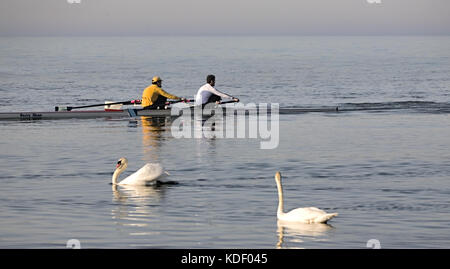 Rowers and swans Stock Photo